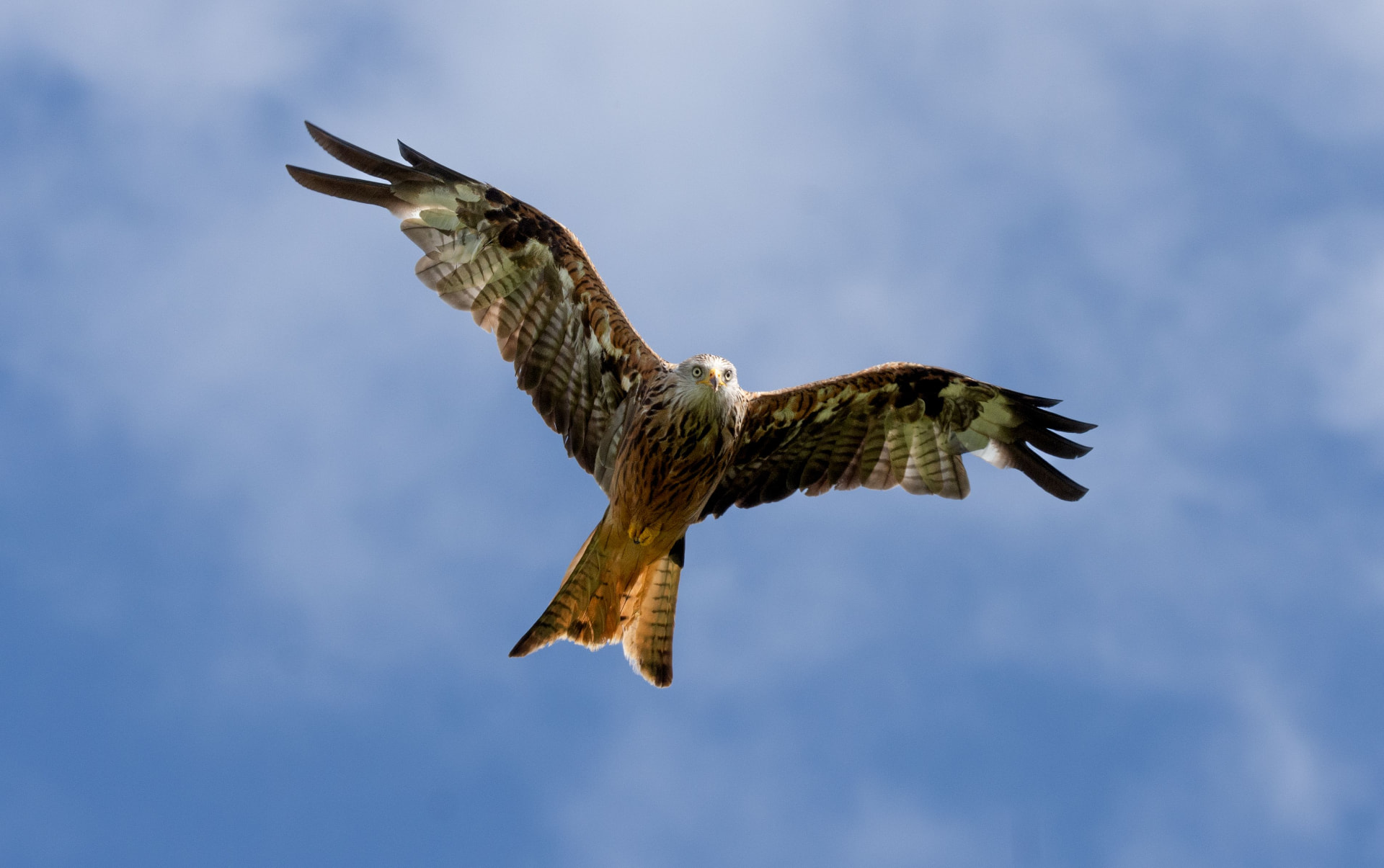 A red kite soaring with wings spread over Gigrin Farm, near Rhayader